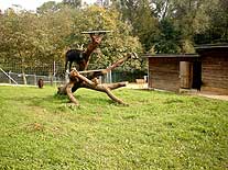 Augusta Raurica, Ausgrabungen und Haustierpark